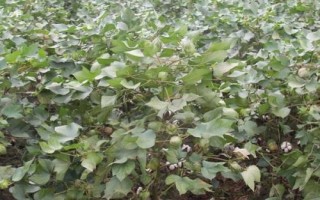 皖棉1331S棉花種子簡介，高抗枯萎病