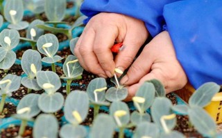 西瓜的嫁接砧木要注意什么，需具備抗病能力、適應(yīng)能力與親和性