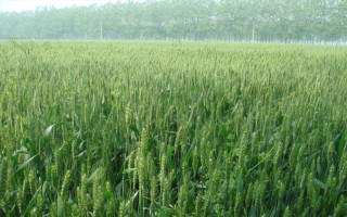 龍輻麥17小麥品種的特性，在適應(yīng)區(qū)3月末至4月初播種