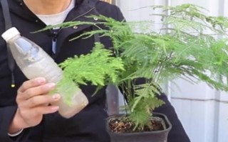 文竹葉片發(fā)黃如何處理，因受到暴曬而發(fā)黃需轉(zhuǎn)移到半陰處