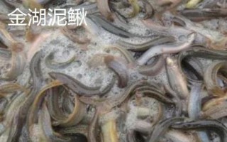 江蘇省金湖縣的特產(chǎn)，白馬湖大閘蟹遠(yuǎn)銷四方