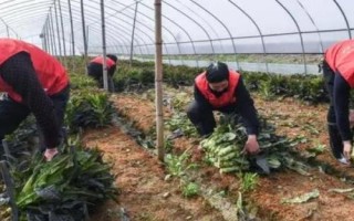 大棚萵筍冬季管理方法，膨大期要適當(dāng)追施復(fù)合肥