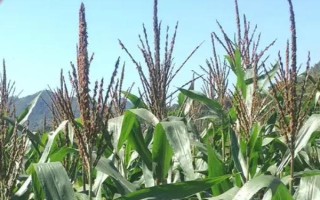 蘇科糯2號玉米種子特征特性，全生育期春播約86天