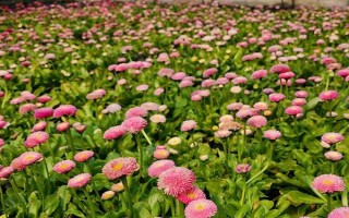 在農(nóng)村開個花圃掙不掙錢，只要經(jīng)營得當(dāng)便可掙錢