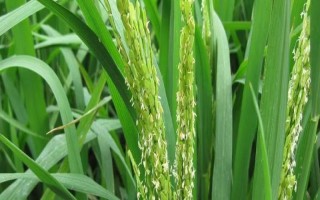 廣8優(yōu)華占水稻品種的特性，6月20日左右播種