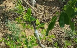 棗樹的環(huán)割原理，是為了阻止樹上部養(yǎng)分向根系輸送