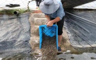 蝦對水質(zhì)的要求，不同品種對酸堿值的要求有區(qū)別