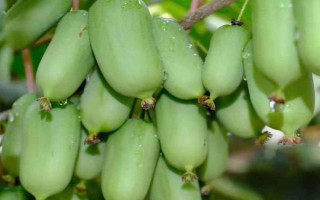軟棗獼猴桃的種植技術(shù)，一般采用硬枝扦插方法進行育苗