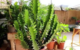 擺放龍骨花的禁忌，臥室、陰涼處、財神位都不能擺放