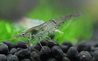 黑殼蝦多久可以發(fā)育成熟，出生2-3個月就可以發(fā)育成熟
