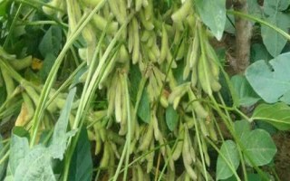 佳禾2號大豆種簡介，中抗或高抗花葉病毒病