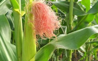 先甜糯868玉米種子簡(jiǎn)介，注意防澇抗旱及病蟲害防治