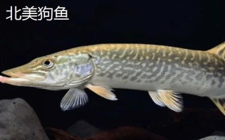 狗魚的生活習(xí)性，我國有黑斑狗魚和白斑狗魚兩種