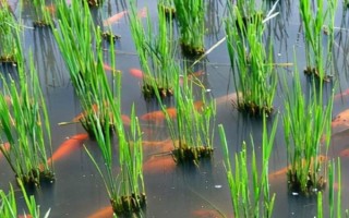 稻田養(yǎng)魚技術(shù)，水位控制在8厘米左右