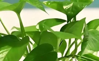 冬季讓綠蘿快長(zhǎng)的方法，可增加濕度或施加冬肥等