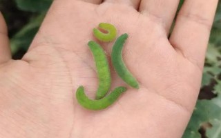 菜青蟲有幾條腿，沒有腿只有呈扁平狀的足