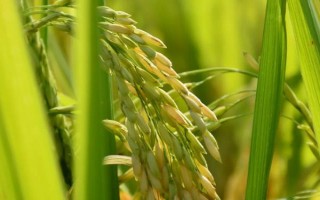 鑫兩優(yōu)212水稻品種簡(jiǎn)介，及時(shí)防治病蟲草害