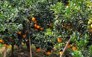 臍橙的種植條件，土壤厚度不可低于0.8m