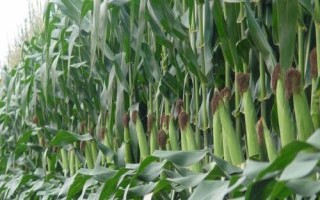 承禾7號玉米種子特點(diǎn)，適宜播期為4月20日左右