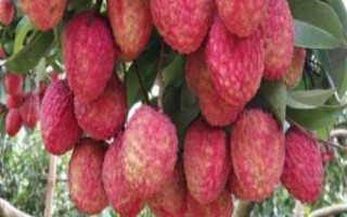 仙進(jìn)奉荔枝品種簡(jiǎn)介，生長(zhǎng)周期為90天