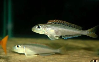 七彩珍珠魚(yú)好不好養(yǎng)，飼養(yǎng)難度不大