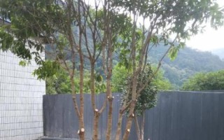 移栽大桂花樹的注意事項(xiàng)，應(yīng)選擇在初春或秋天
