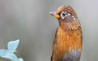 畫眉鳥不叫如何解決，可放置在安靜的地方獨處一段時間