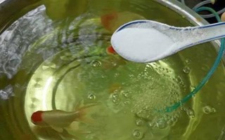 觀賞魚魚鱗變黑的治療方法，先給它們換水