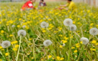 種植蒲公英要注意什么，出苗前不能施肥