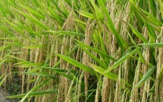 C兩優(yōu)099水稻種簡介，大田每畝用種量5千克左右
