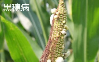 晉單73玉米種子的特征特性，從出苗到成熟需要127天