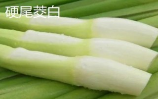 茭白的品種有哪些，這七個(gè)品質(zhì)佳且產(chǎn)量高