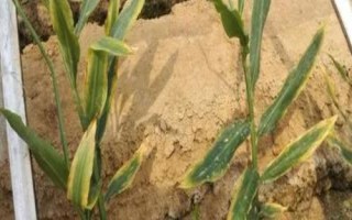 農(nóng)作物有哪些常見肥害，包括脫水型肥害、熏傷型肥害、燒種型肥害等類型