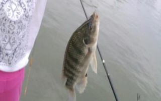 羅非魚開口吃餌的時(shí)期，氣壓驟升或連續(xù)升高的天氣更容易開口