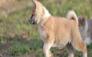高齡狗狗突然后腳瘸了的原因，可能是腳部創(chuàng)傷、長期性缺少鈣等