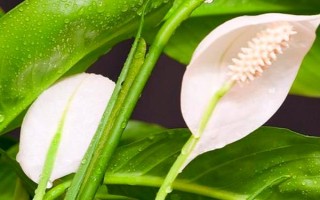 一帆風(fēng)順有什么花語，寓意著事業(yè)有成、莊嚴(yán)圣潔、萬事亨通