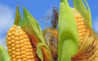 臨單15號玉米種子特征特性，生育期與對照相仿