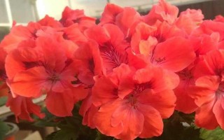 天竺葵缺水有什么癥狀，表現(xiàn)為枝葉干枯、盆土干燥等
