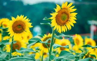 代表思念的花有哪些，有天堂鳥、百日草、蝴蝶花等