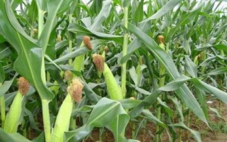 先玉1811玉米種子介紹，種植密度5000株/畝