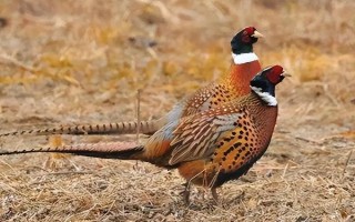 野雞喜歡吃什么，喜歡吃各種昆蟲、谷類、豆類等