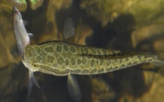 黑魚能長多少斤，黑魚能長到8-9千克