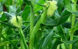 京甜紫花糯2號玉米品種簡介，每畝植3000株左右