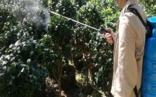 夏季苗圃除草劑的施用小技巧，第一次噴藥在6月下旬進行