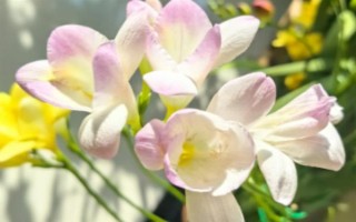 香雪蘭的花語，寓意純潔、幸福等