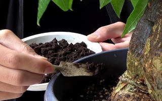 怎么養(yǎng)殖辮子發(fā)財樹，春秋季節(jié)每隔3天澆一次水