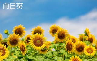 夏天有哪些花，常見的有荷花、睡蓮等