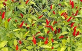 種植100畝朝天椒的利潤，大概為65-80萬元左右