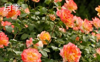 薔薇和月季的區(qū)別,花朵和花期均不同