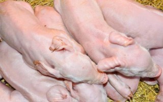 怎樣人工喂養(yǎng)剛出生仔豬，要根據(jù)其出生時間決定食物的供應(yīng)
